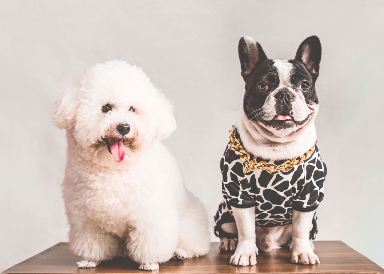 services-01 Charming Bichon Frise and stylish French Bulldog captured in a studio setting.