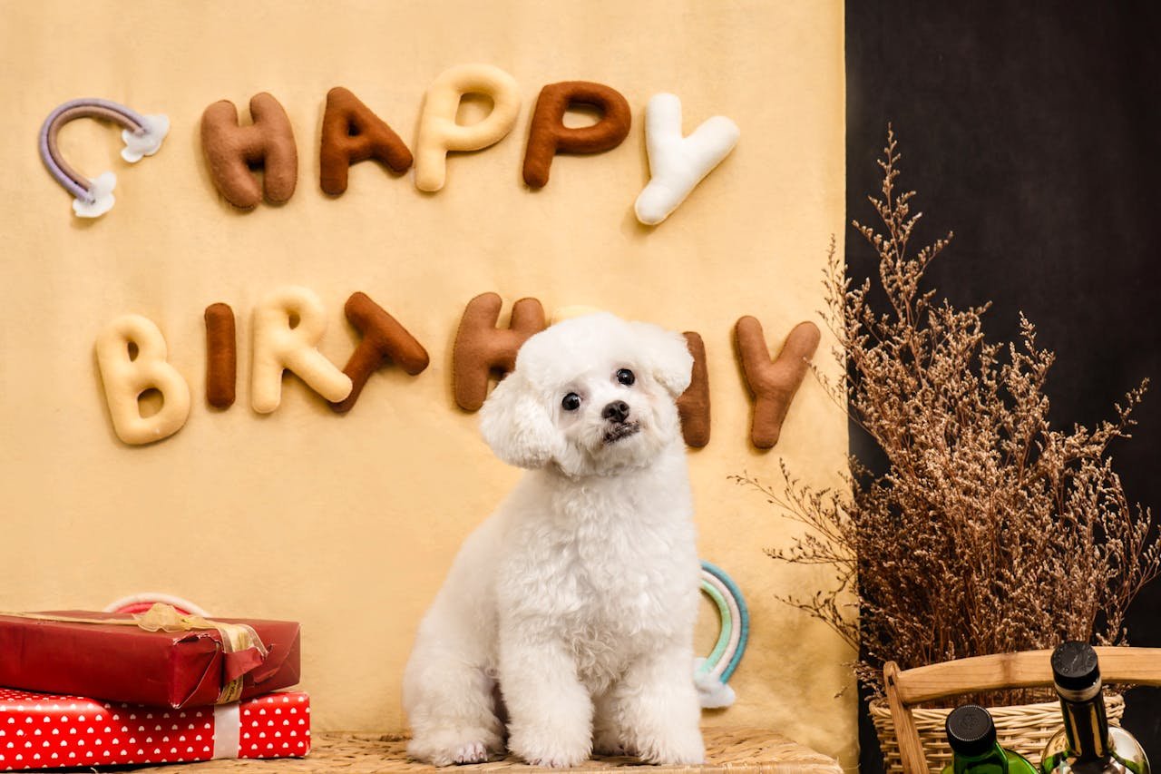 services-03 Cute Bichon Frise puppy sitting with birthday decorations, presents, and a playful backdrop.