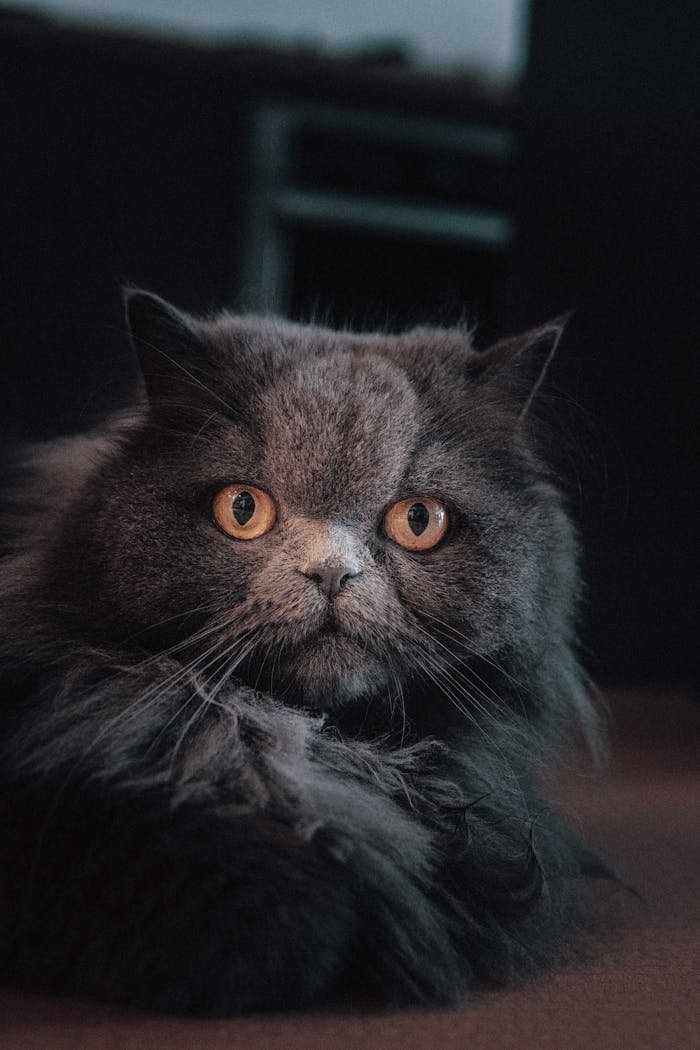 Adorable Persian cat with fluffy fur staring directly indoors. Perfect for pet lovers.