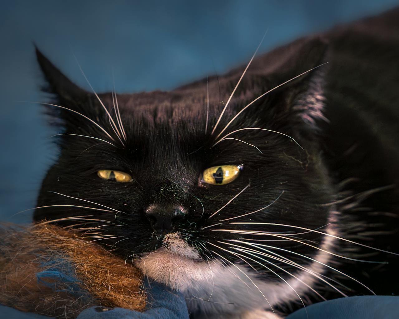 A detailed close-up of a tuxedo cat resting with a serene expression and focused gaze.