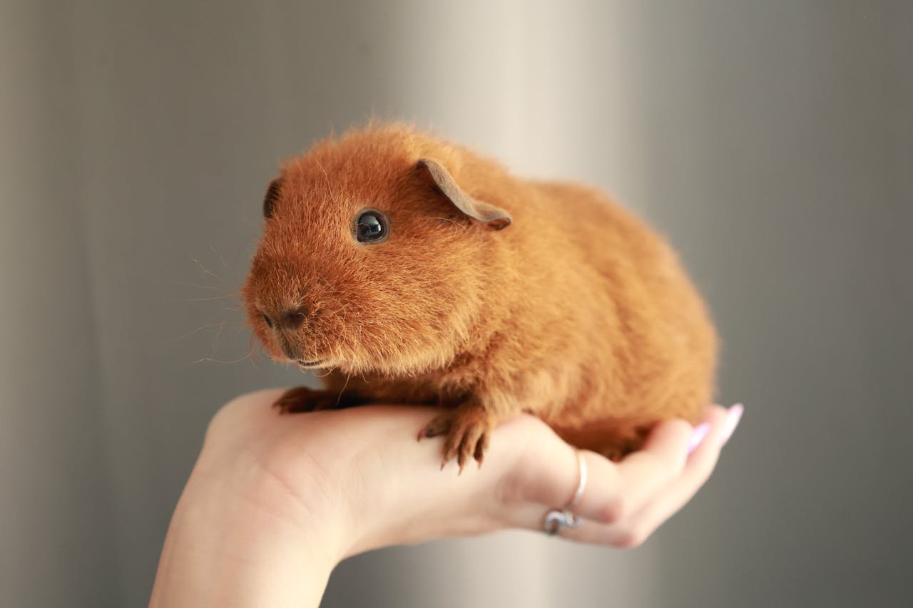 A cute brown guinea pig comfortably resting on a human hand indoors, showcasing a cozy and gentle moment.