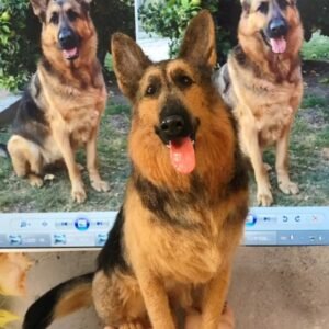 Full Body Figurint-Dog
